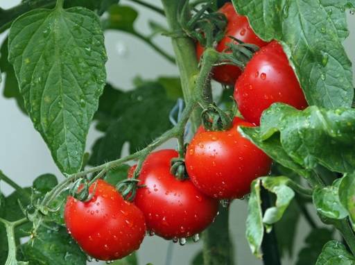 Tomatoes on vine